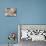 Three White Roses-Robert Cattan-Mounted Photographic Print displayed on a wall