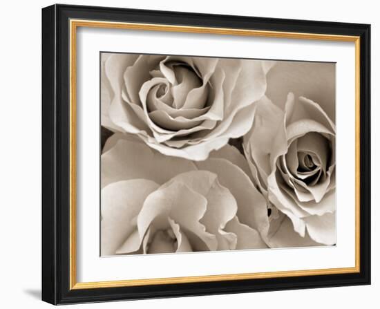 Three White Roses-Robert Cattan-Framed Photographic Print