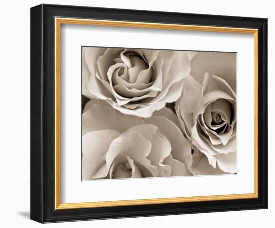 Three White Roses-Robert Cattan-Framed Premium Photographic Print