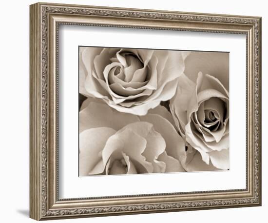 Three White Roses-Robert Cattan-Framed Photographic Print