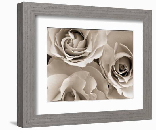 Three White Roses-Robert Cattan-Framed Photographic Print