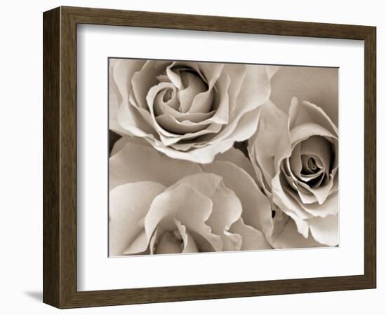 Three White Roses-Robert Cattan-Framed Photographic Print