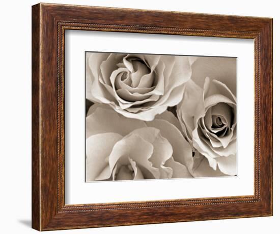 Three White Roses-Robert Cattan-Framed Photographic Print