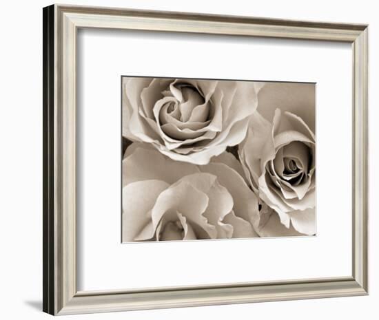 Three White Roses-Robert Cattan-Framed Photographic Print