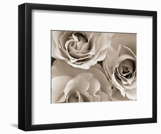 Three White Roses-Robert Cattan-Framed Photographic Print