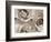 Three White Roses-Robert Cattan-Framed Photographic Print