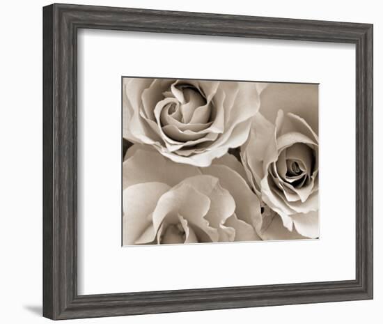 Three White Roses-Robert Cattan-Framed Photographic Print