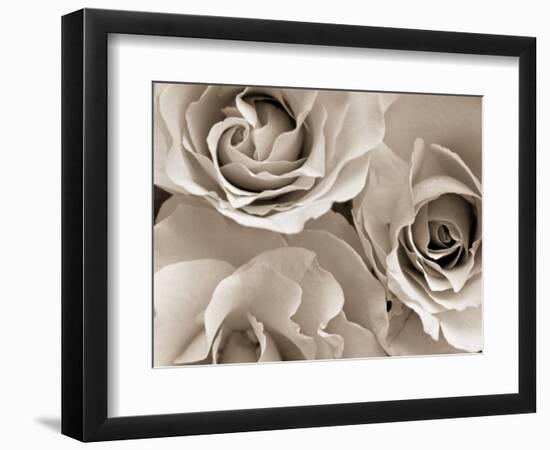 Three White Roses-Robert Cattan-Framed Photographic Print