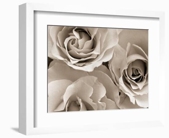 Three White Roses-Robert Cattan-Framed Photographic Print