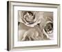 Three White Roses-Robert Cattan-Framed Photographic Print