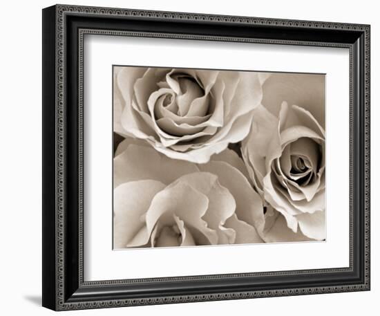 Three White Roses-Robert Cattan-Framed Photographic Print