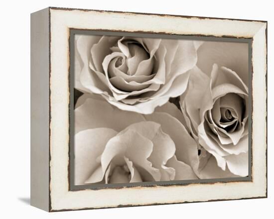 Three White Roses-Robert Cattan-Framed Premier Image Canvas