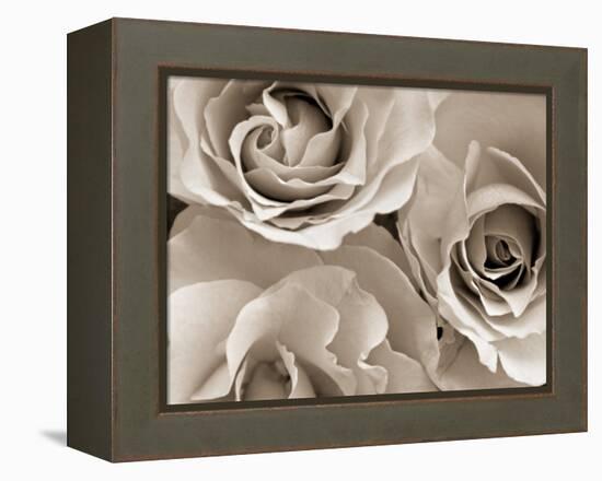 Three White Roses-Robert Cattan-Framed Premier Image Canvas