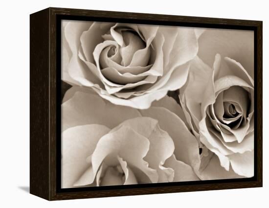 Three White Roses-Robert Cattan-Framed Premier Image Canvas
