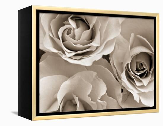 Three White Roses-Robert Cattan-Framed Premier Image Canvas