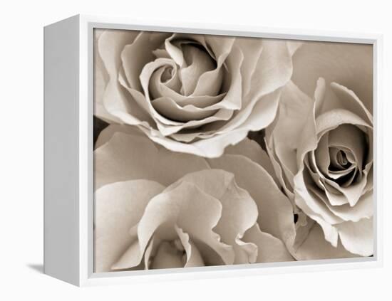 Three White Roses-Robert Cattan-Framed Premier Image Canvas