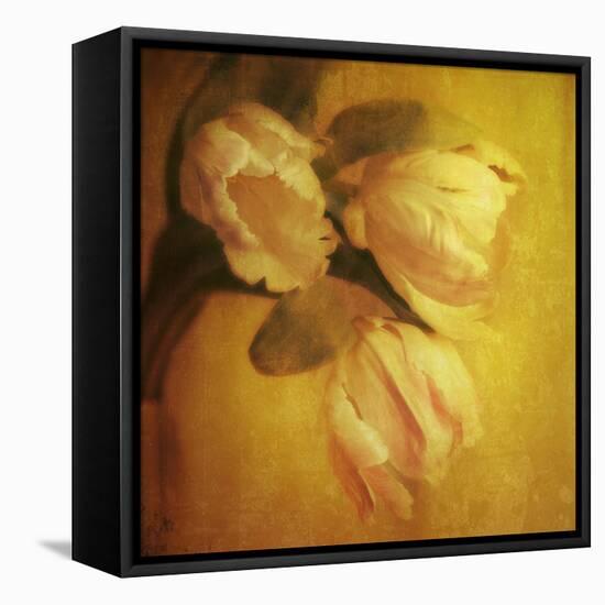 Three White Tulips-Trigger Image-Framed Premier Image Canvas