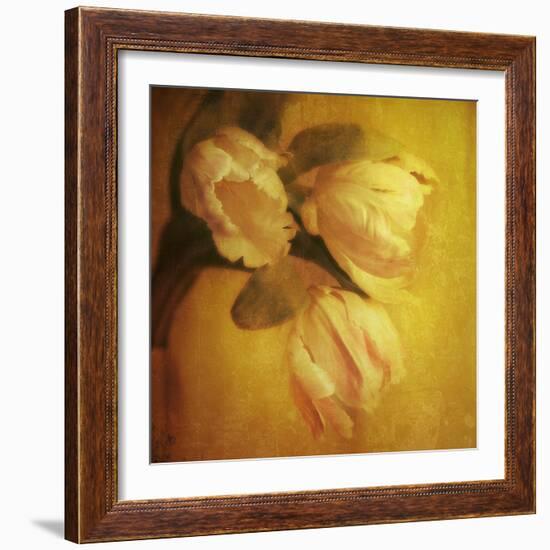 Three White Tulips-Trigger Image-Framed Photographic Print