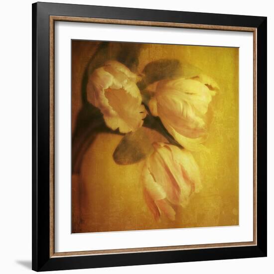 Three White Tulips-Trigger Image-Framed Photographic Print