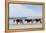 Three Wild Horses Walking along the Beach in Corolla, Nc.-McIninch-Framed Premier Image Canvas