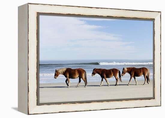 Three Wild Horses Walking along the Beach in Corolla, Nc.-McIninch-Framed Premier Image Canvas