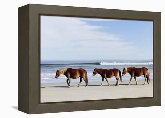 Three Wild Horses Walking along the Beach in Corolla, Nc.-McIninch-Framed Premier Image Canvas