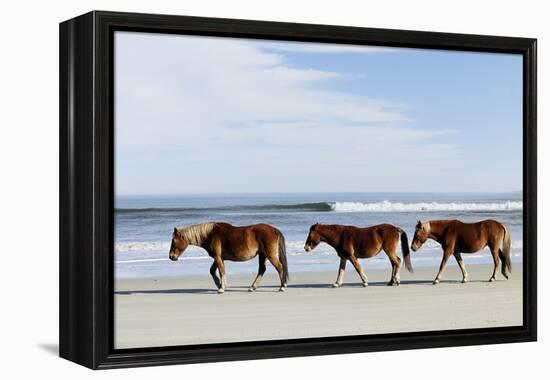 Three Wild Horses Walking along the Beach in Corolla, Nc.-McIninch-Framed Premier Image Canvas