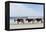 Three Wild Horses Walking along the Beach in Corolla, Nc.-McIninch-Framed Premier Image Canvas