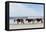 Three Wild Horses Walking along the Beach in Corolla, Nc.-McIninch-Framed Premier Image Canvas