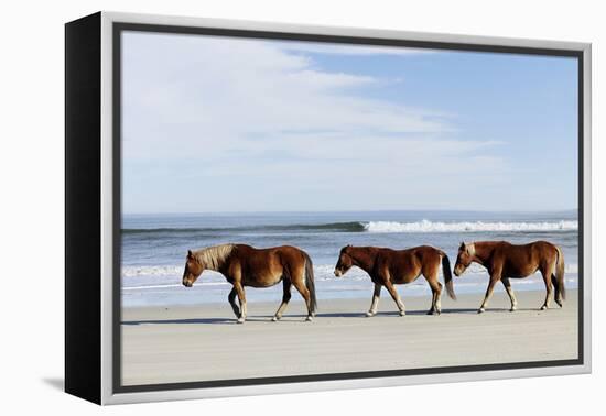 Three Wild Horses Walking along the Beach in Corolla, Nc.-McIninch-Framed Premier Image Canvas