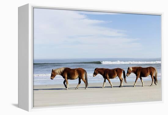 Three Wild Horses Walking along the Beach in Corolla, Nc.-McIninch-Framed Premier Image Canvas