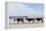 Three Wild Horses Walking along the Beach in Corolla, Nc.-McIninch-Framed Premier Image Canvas