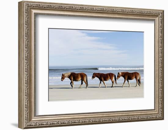 Three Wild Horses Walking along the Beach in Corolla, Nc.-McIninch-Framed Photographic Print