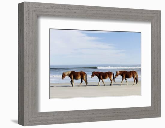 Three Wild Horses Walking along the Beach in Corolla, Nc.-McIninch-Framed Photographic Print