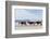 Three Wild Horses Walking along the Beach in Corolla, Nc.-McIninch-Framed Photographic Print