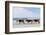 Three Wild Horses Walking along the Beach in Corolla, Nc.-McIninch-Framed Photographic Print