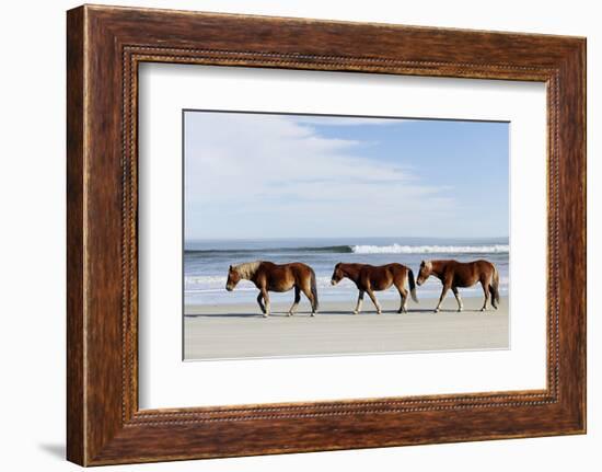 Three Wild Horses Walking along the Beach in Corolla, Nc.-McIninch-Framed Photographic Print