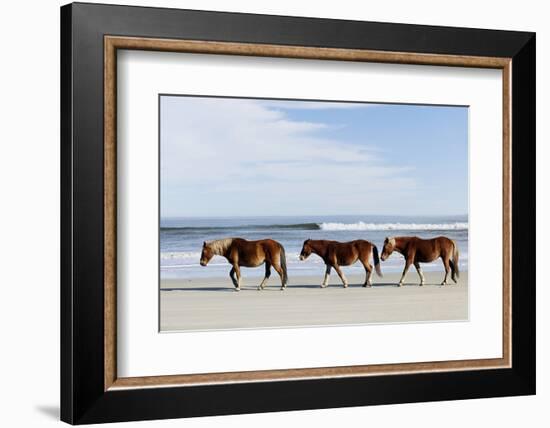 Three Wild Horses Walking along the Beach in Corolla, Nc.-McIninch-Framed Photographic Print