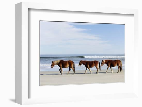 Three Wild Horses Walking along the Beach in Corolla, Nc.-McIninch-Framed Photographic Print