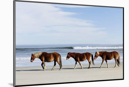 Three Wild Horses Walking along the Beach in Corolla, Nc.-McIninch-Mounted Photographic Print