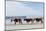 Three Wild Horses Walking along the Beach in Corolla, Nc.-McIninch-Mounted Photographic Print