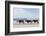 Three Wild Horses Walking along the Beach in Corolla, Nc.-McIninch-Framed Photographic Print