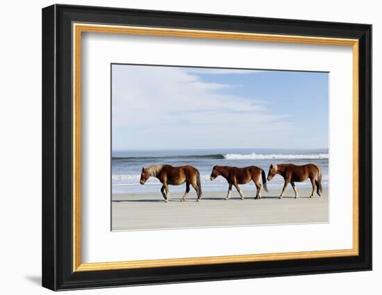 Three Wild Horses Walking along the Beach in Corolla, Nc.-McIninch-Framed Photographic Print