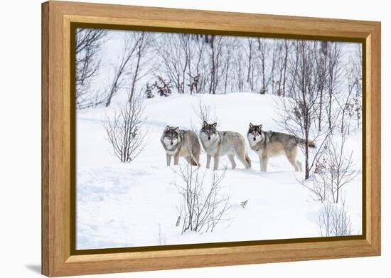 Three Wolves in the Snow-kjekol-Framed Premier Image Canvas