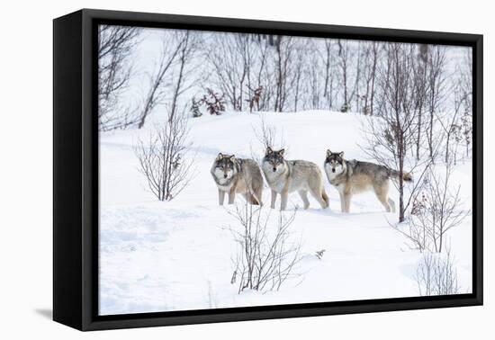 Three Wolves in the Snow-kjekol-Framed Premier Image Canvas