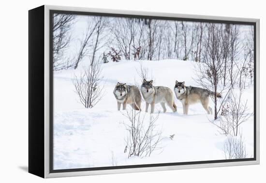 Three Wolves in the Snow-kjekol-Framed Premier Image Canvas