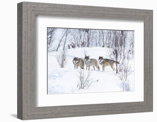 Three Wolves in the Snow-kjekol-Framed Photographic Print