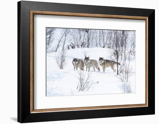 Three Wolves in the Snow-kjekol-Framed Photographic Print