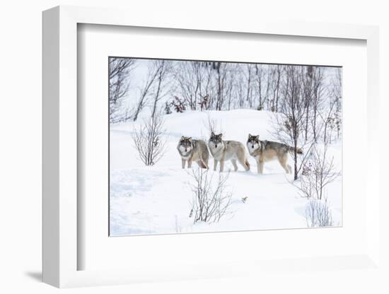 Three Wolves in the Snow-kjekol-Framed Photographic Print