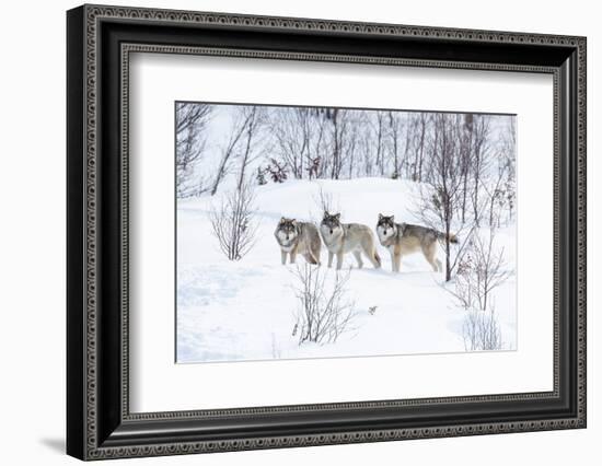 Three Wolves in the Snow-kjekol-Framed Photographic Print